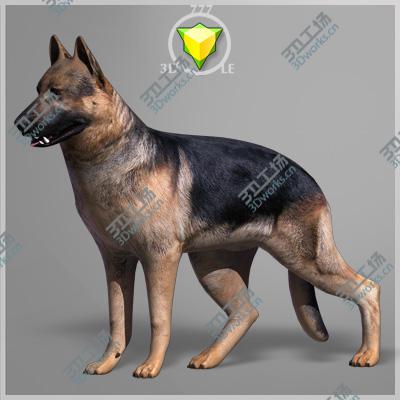 images/goods_img/2021040233/German Shepherd Anatomy/5.jpg